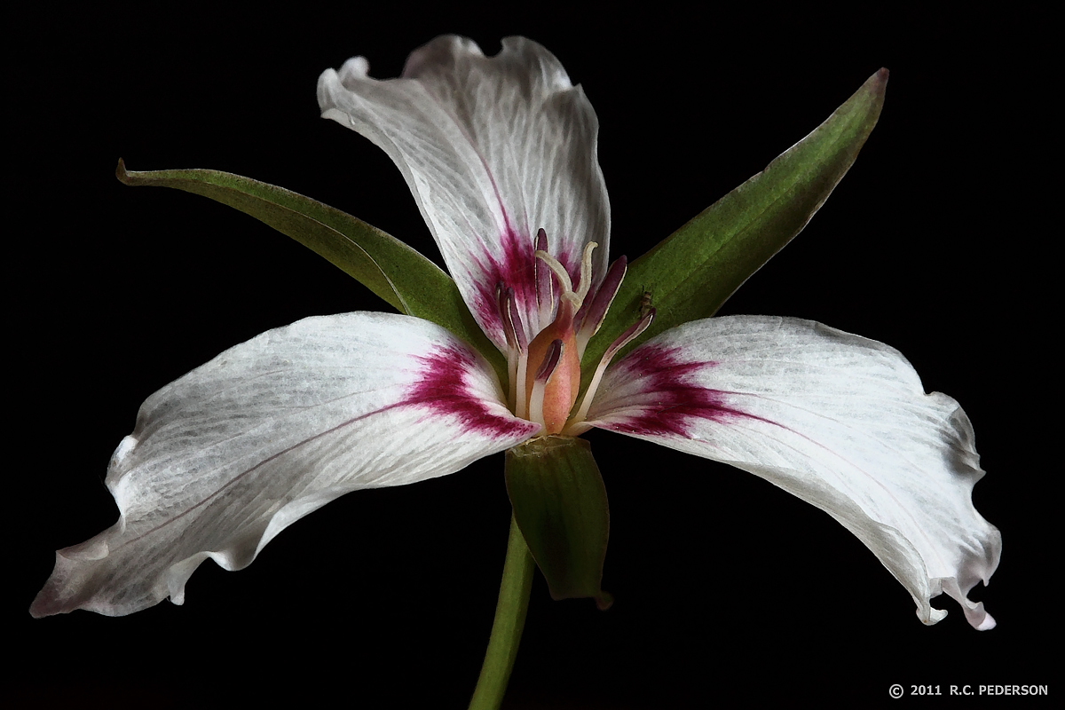Painted Trillium