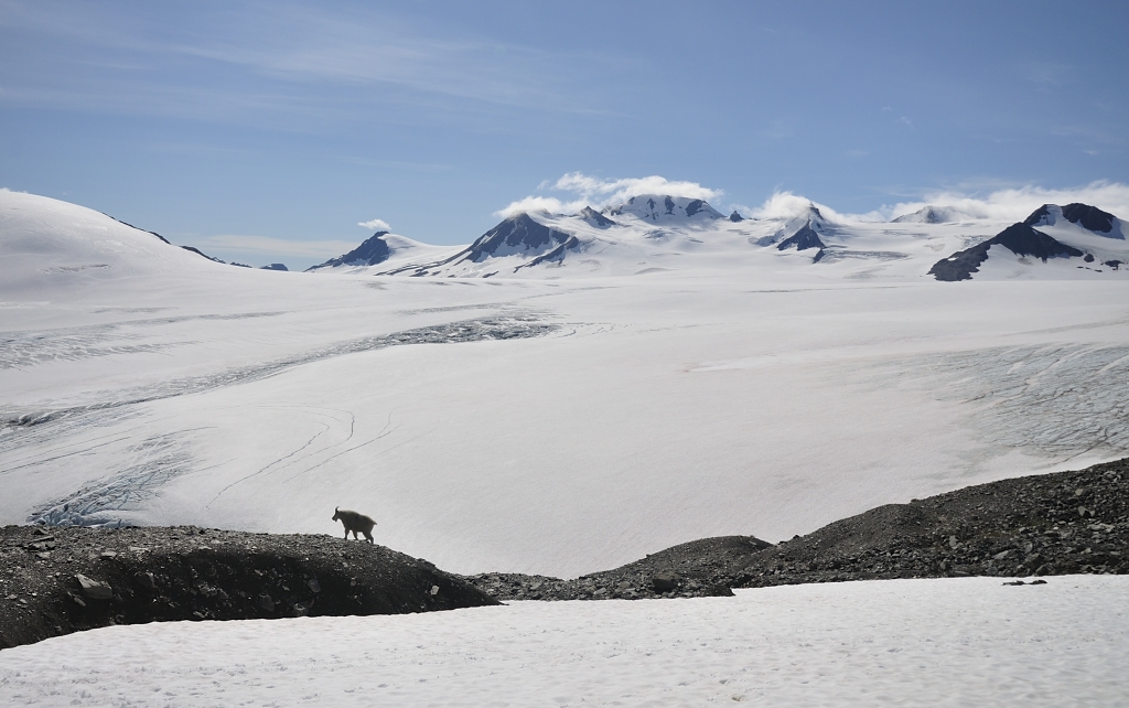 Ice Goat