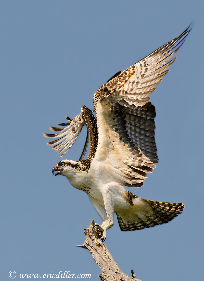 Osprey Fledges...