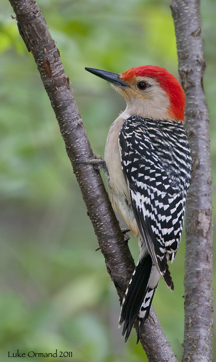 Red-Bellied Woodpecker