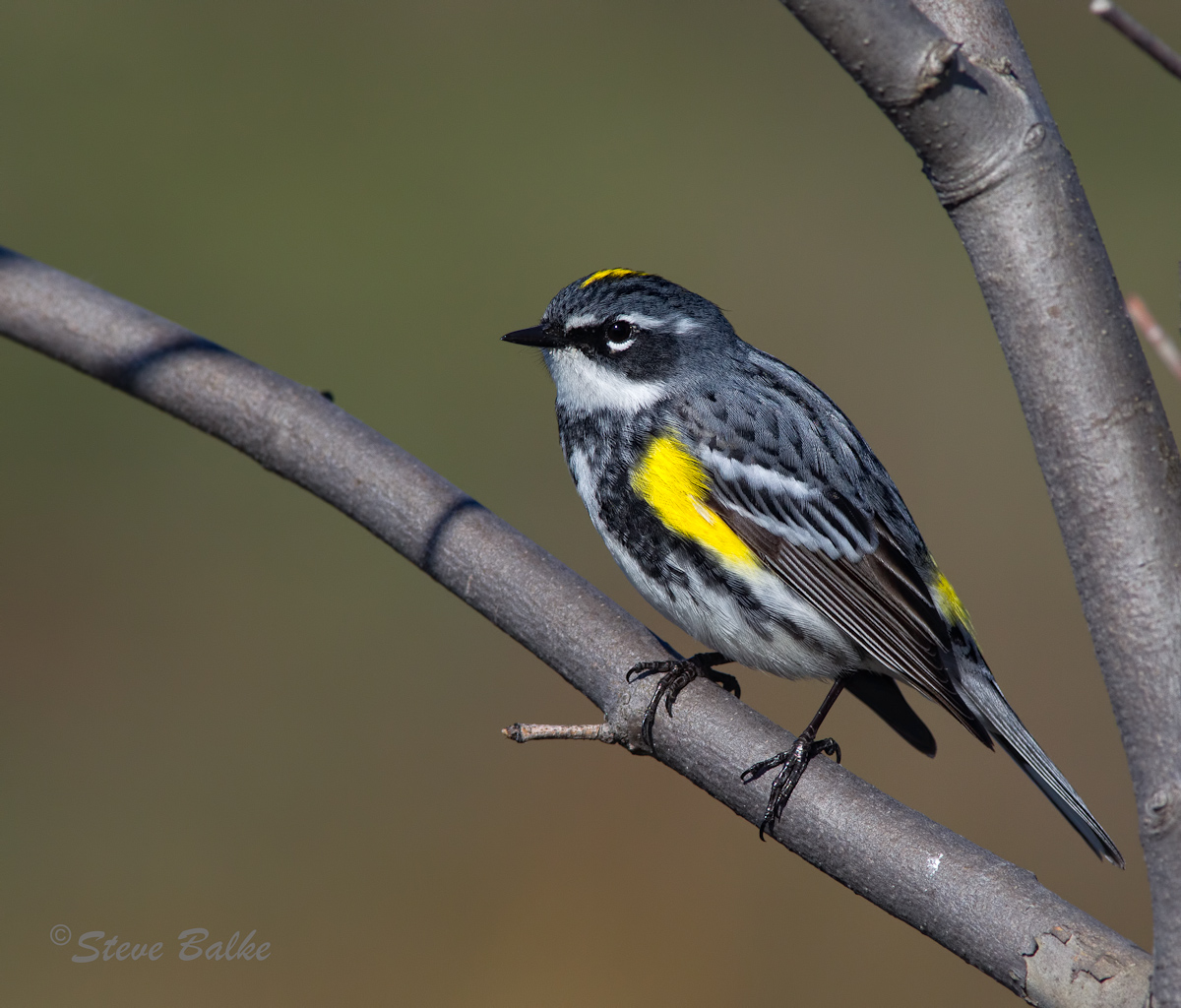 Yellow-Rumped Warbler