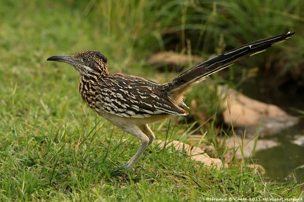 First Roadrunner