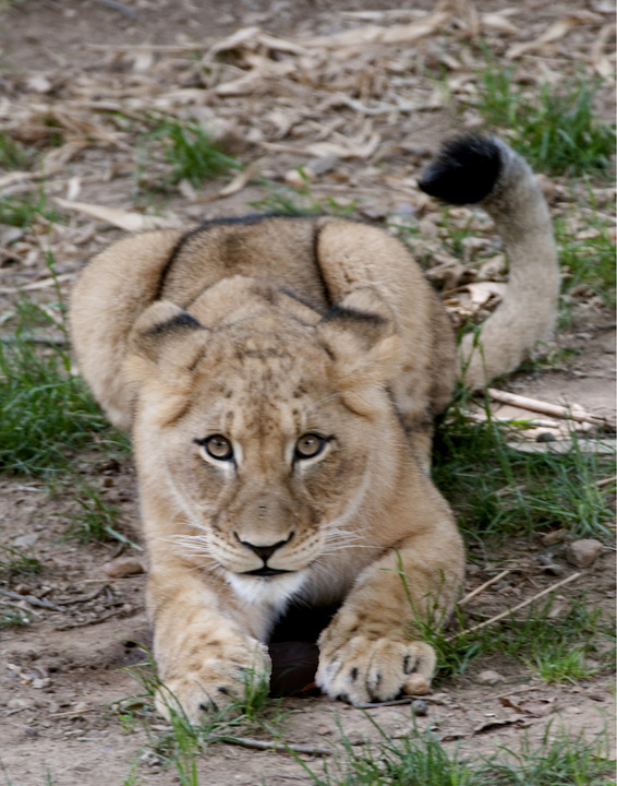 Lion Cub with repost