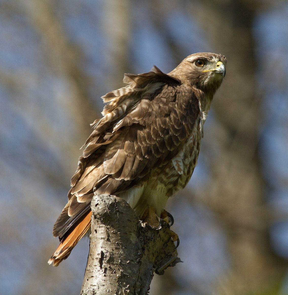 Red Tailed Hawk