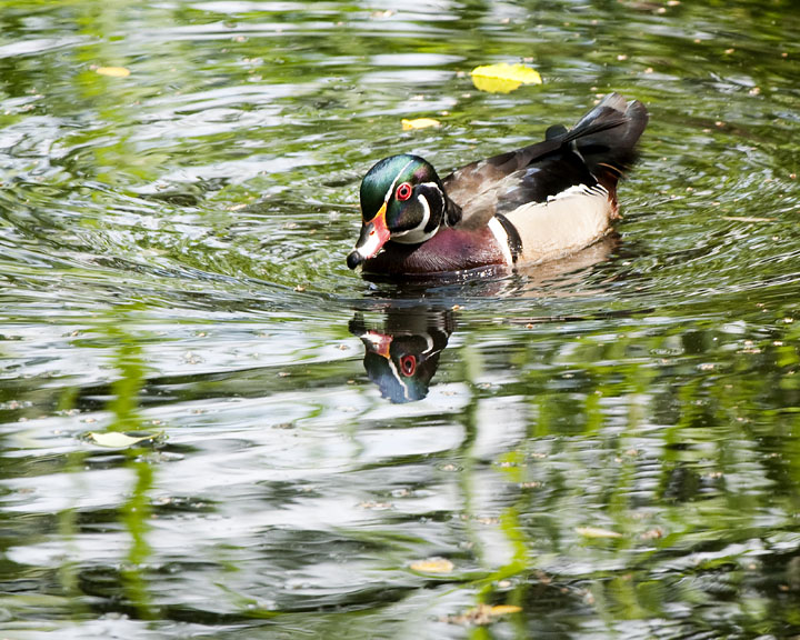 Wood Duck Reflection