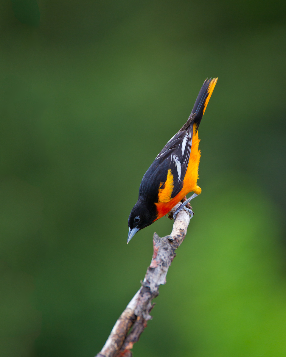 Baltimore Oriole