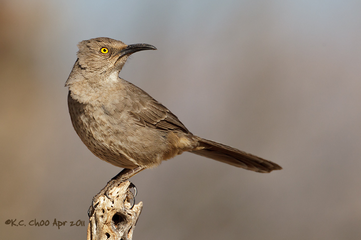 Curve-billed Thrasher