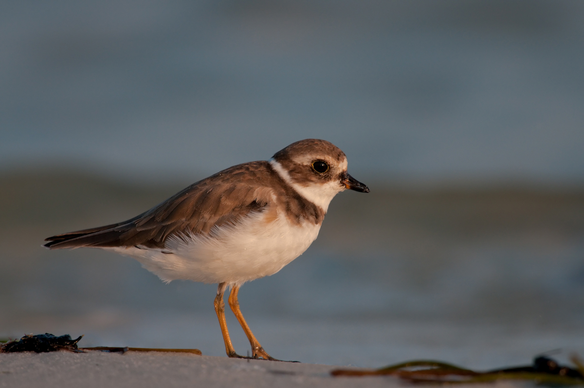 Semipalmated Plover