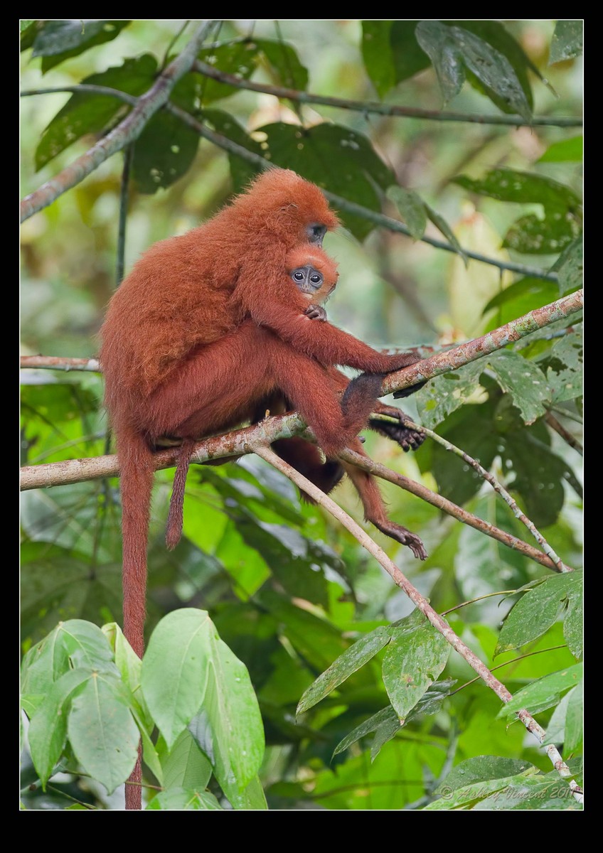 Back from Borneo
