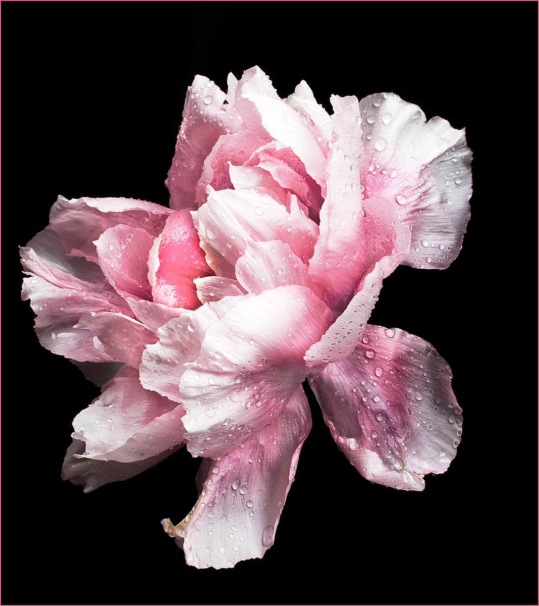 Tree Peony 
