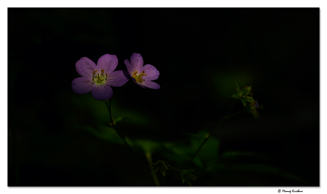 Delicate Play of Light