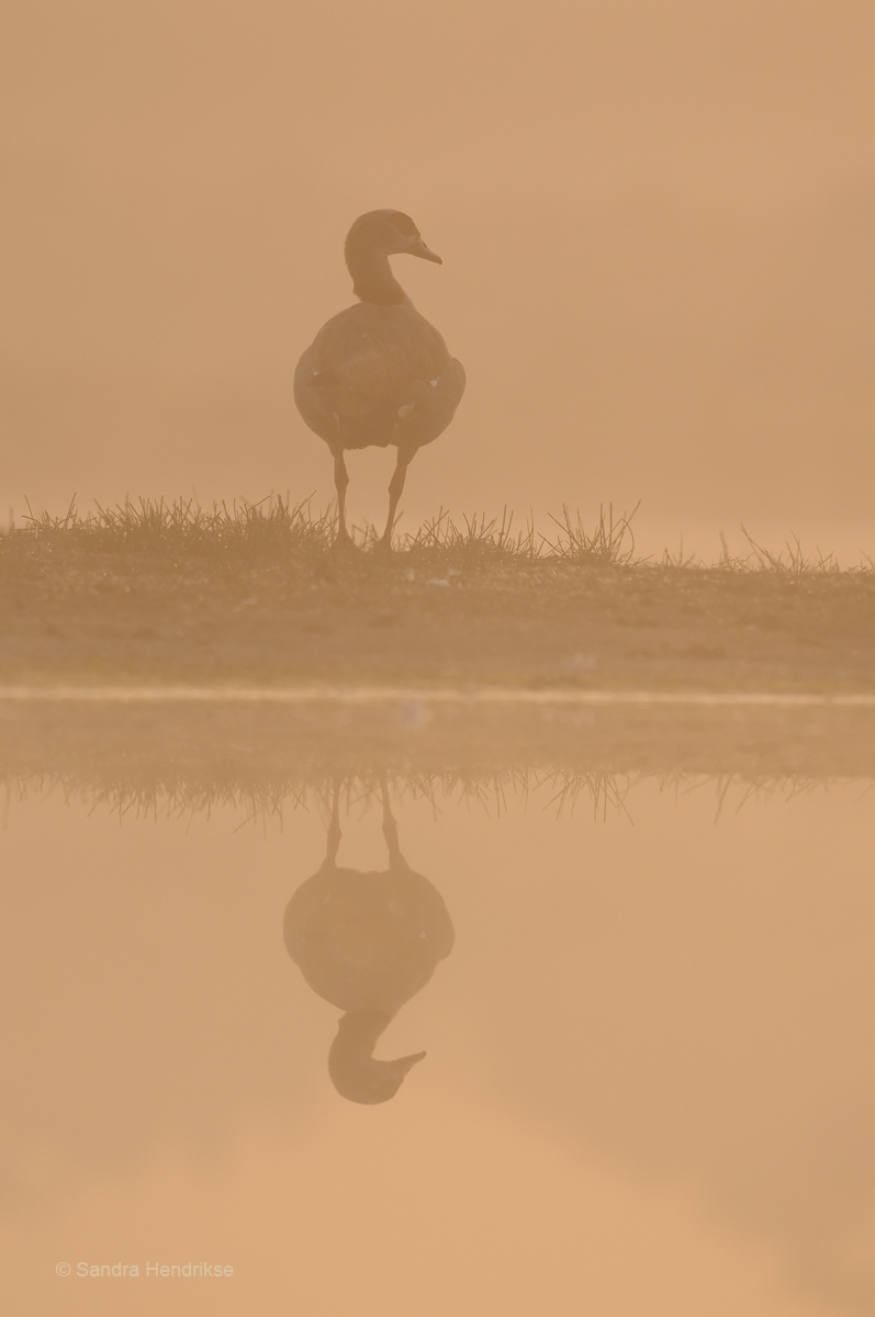 Reflection