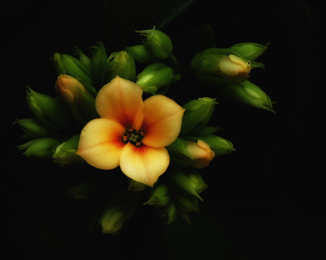 Emerging