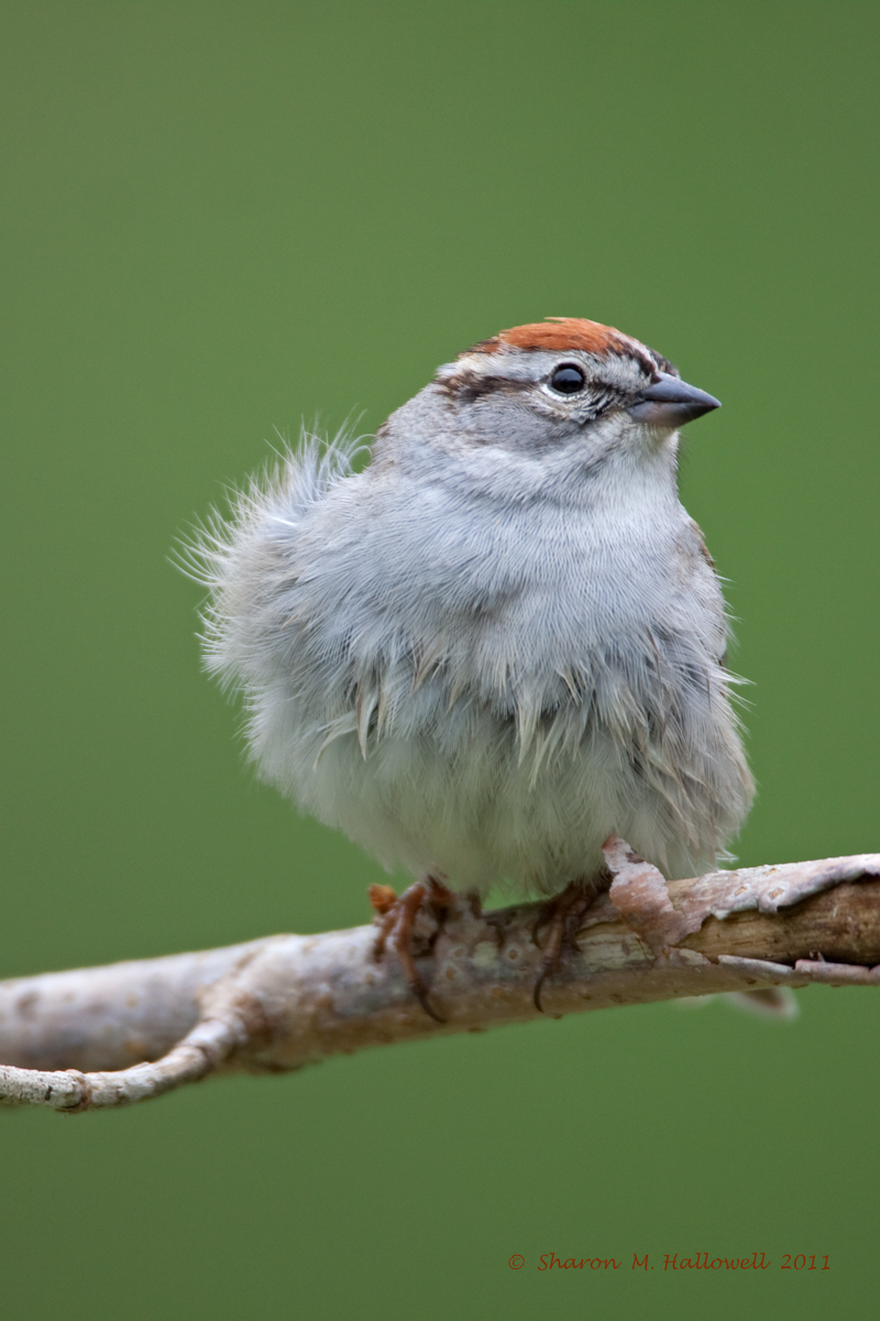 Chipping Sparrow