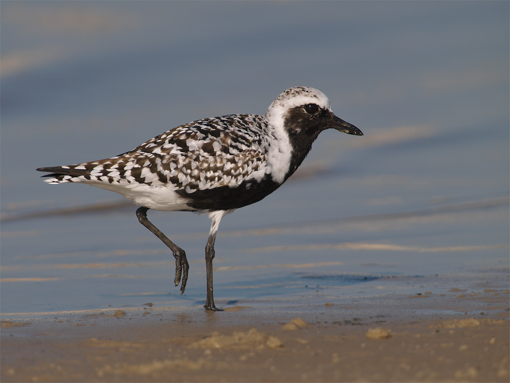 BB PL Breeding Plumage