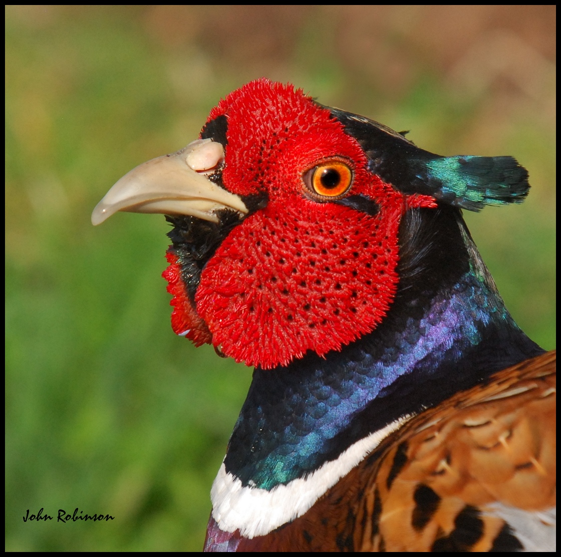 Pheasant +repost
