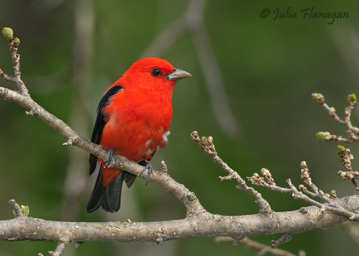 Scarlet Tanager