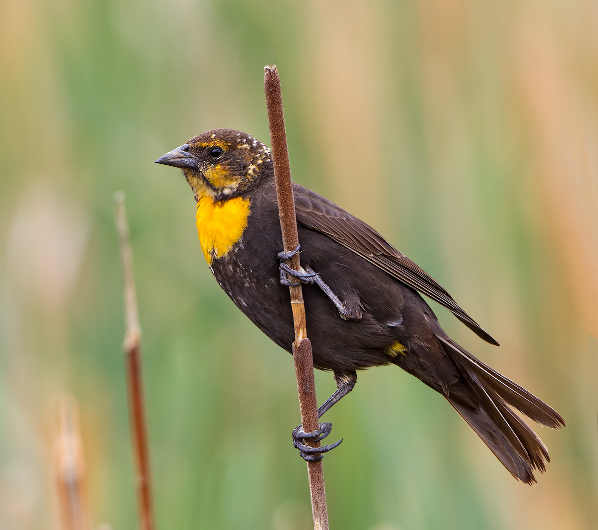 Yellow-headed Blackbird 
