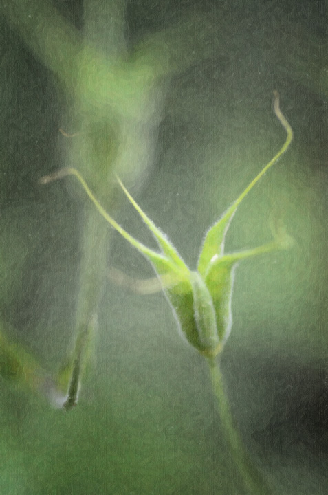 Columbine Seed Pod