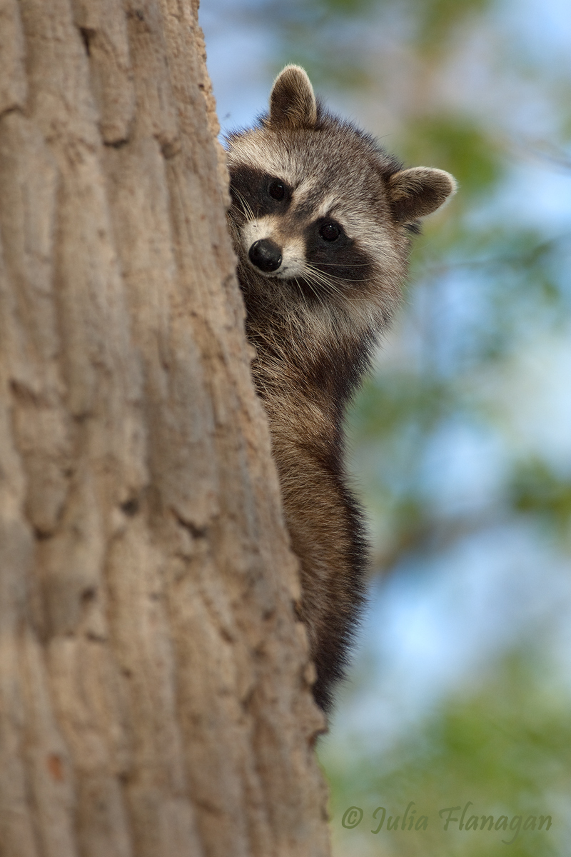 Shy Coon