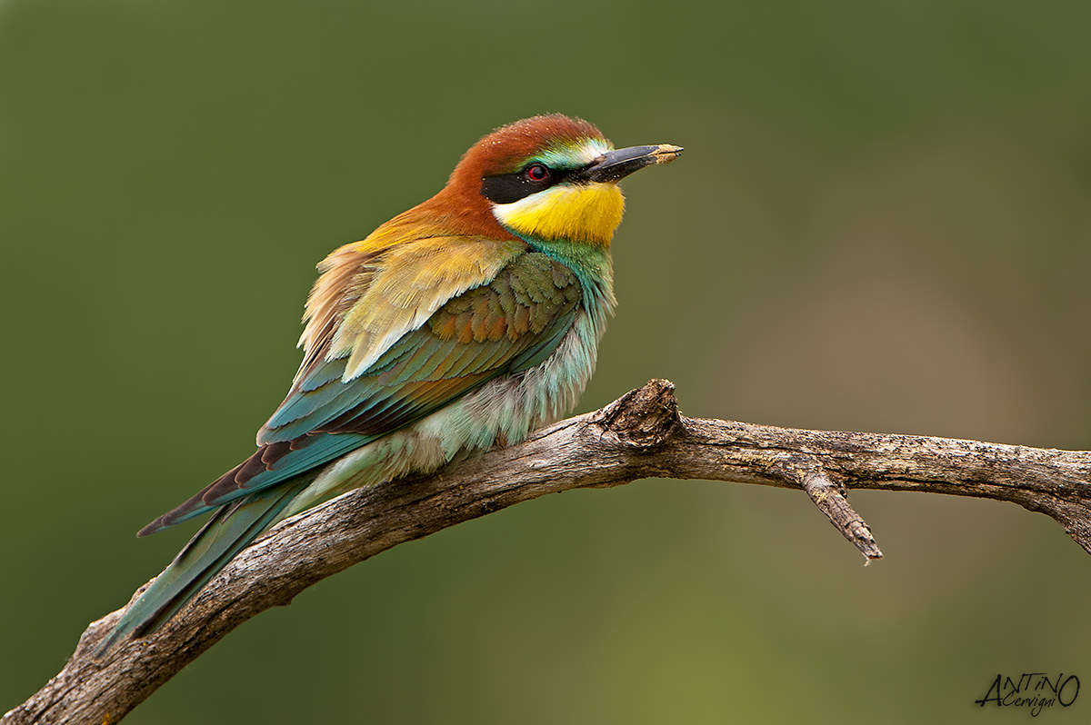 European Bee-eater