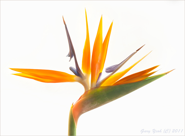 Bird of Paradise