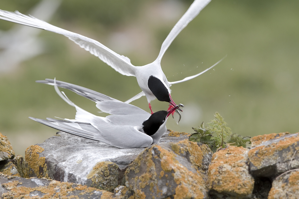 Arctic Tern passing fish