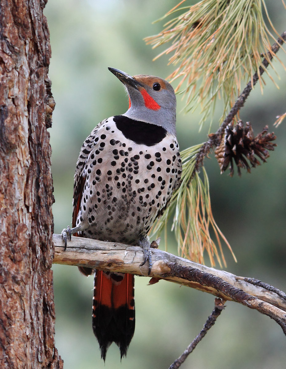 Northern Flicker