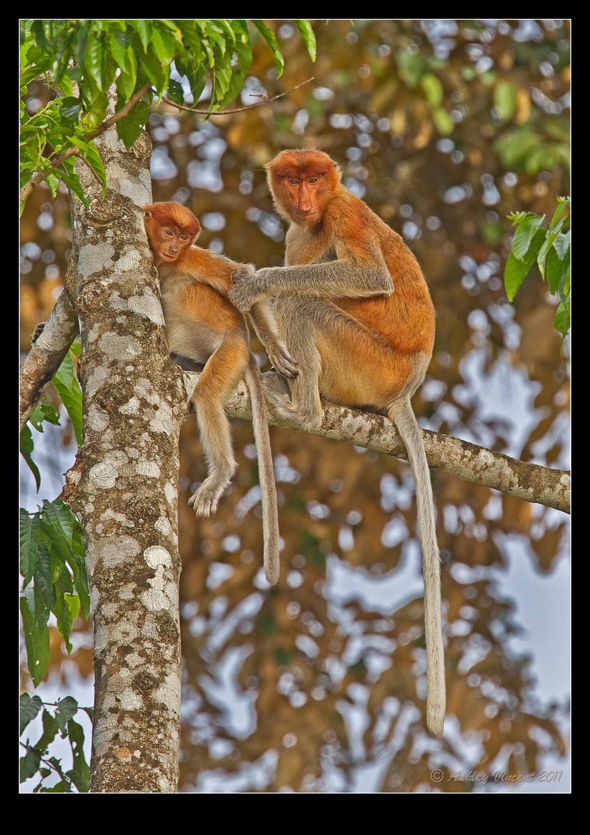 Proboscis Monkeys