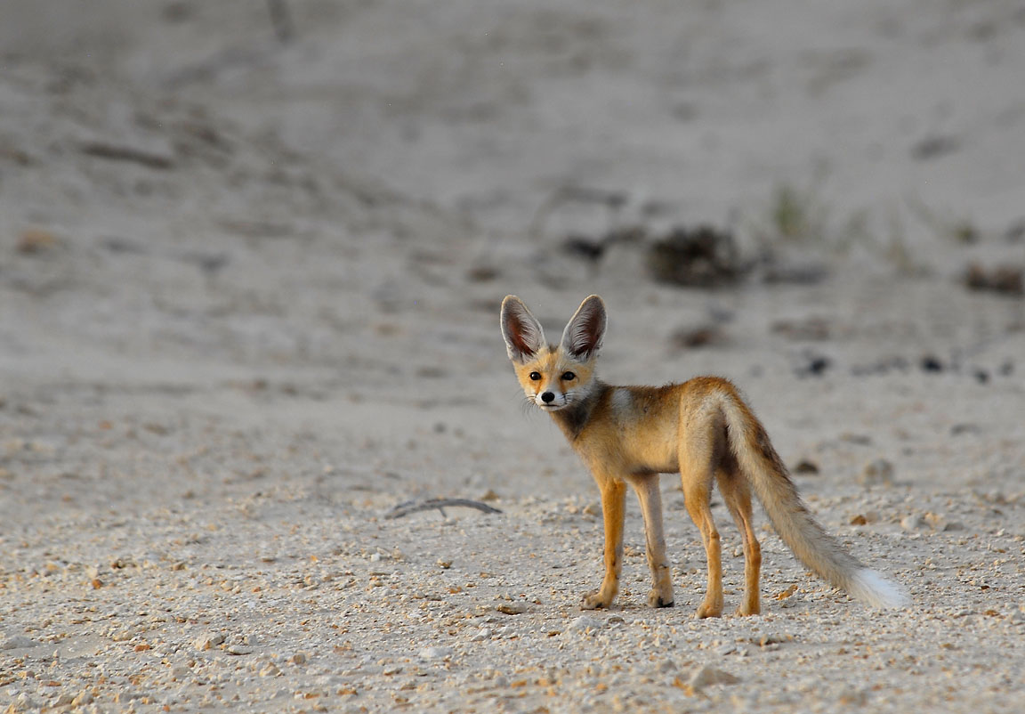 Desert fox pup 2