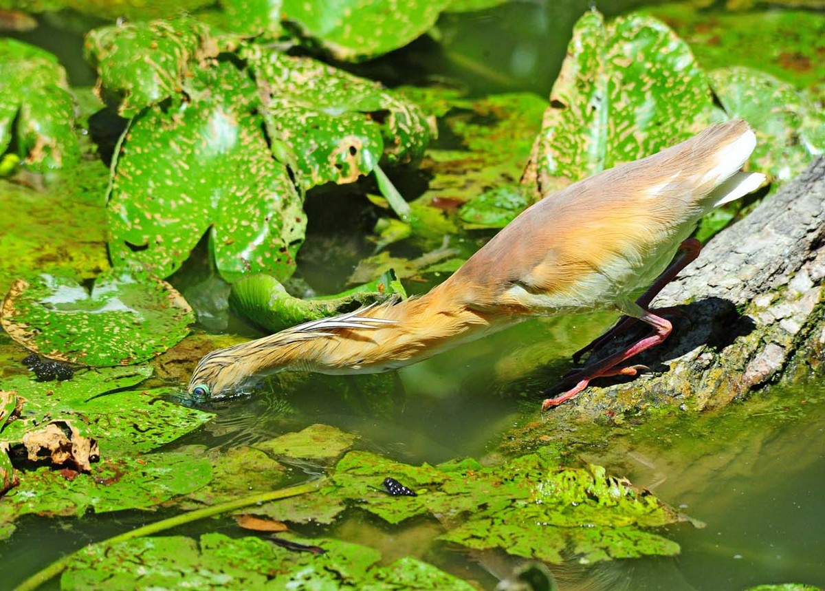 Squacco Heron