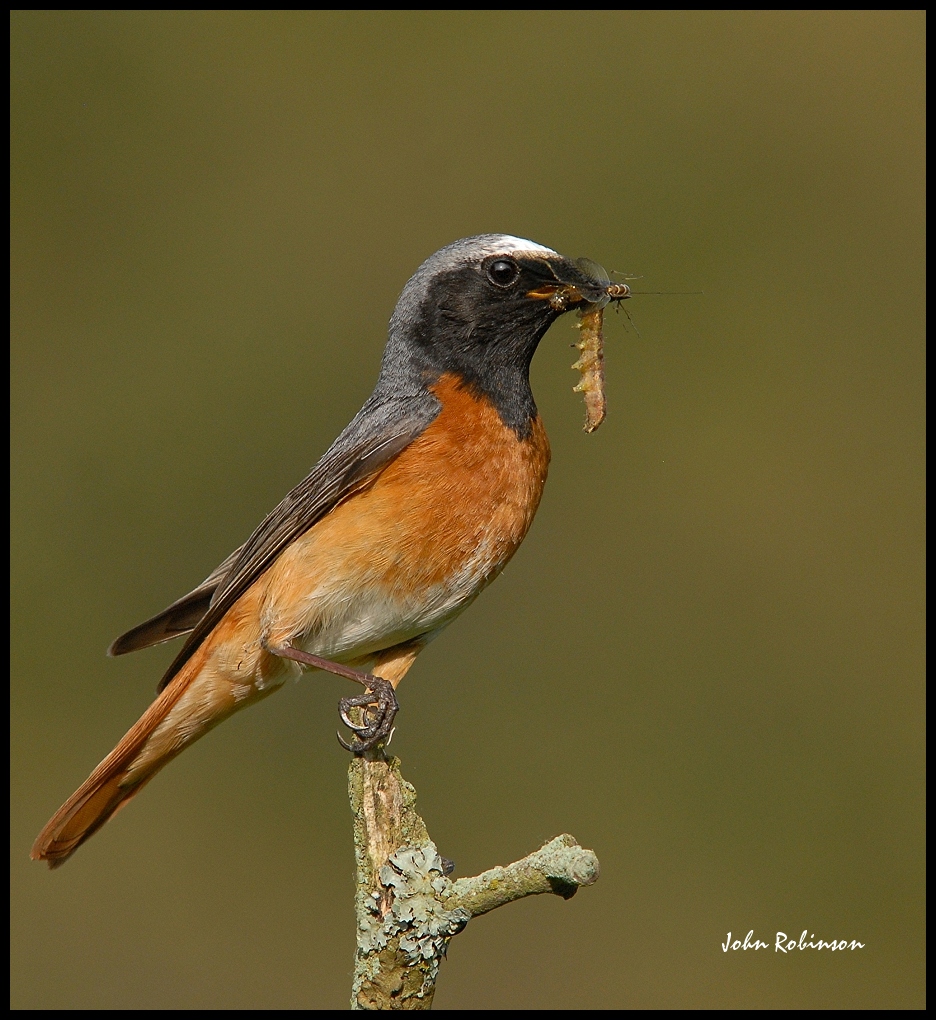 Redstart  + recrop