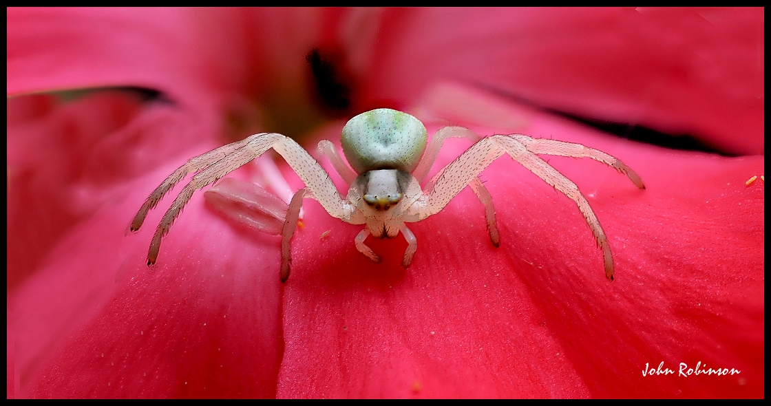 Crab Spider