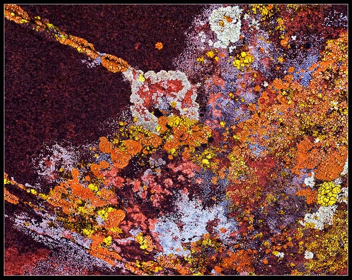 Lichen Galaxy