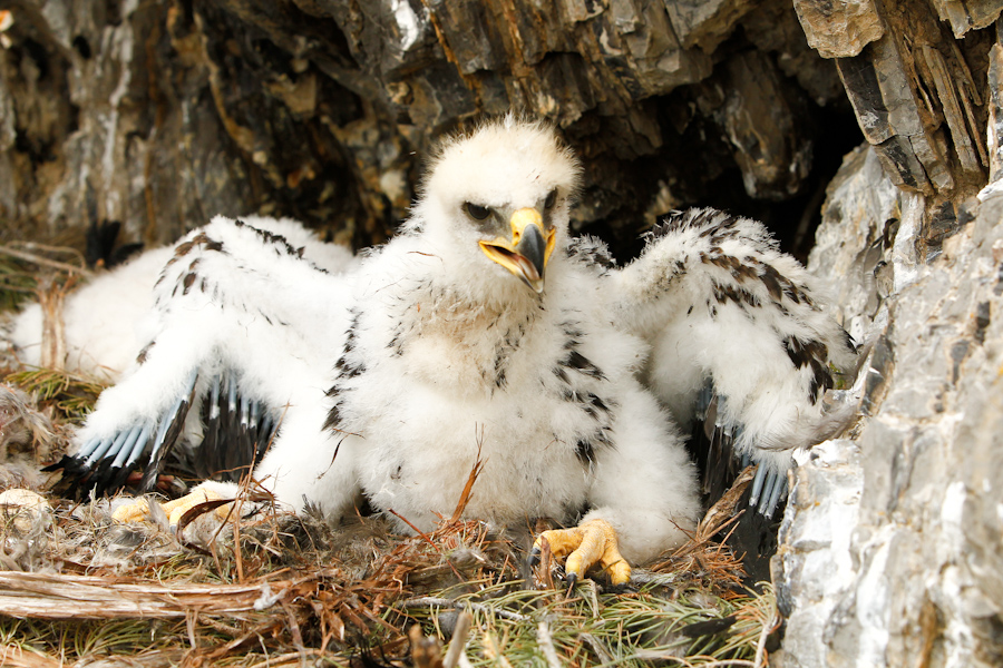 Sisters in the nest….