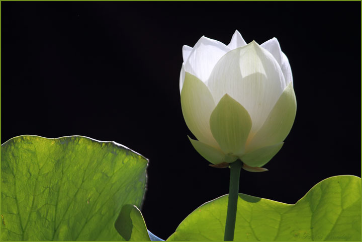 Backlit Lotus (w/repost)