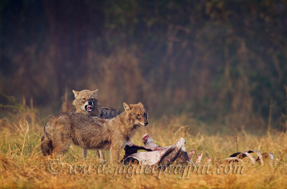 (W-Repost) Jackals on kill