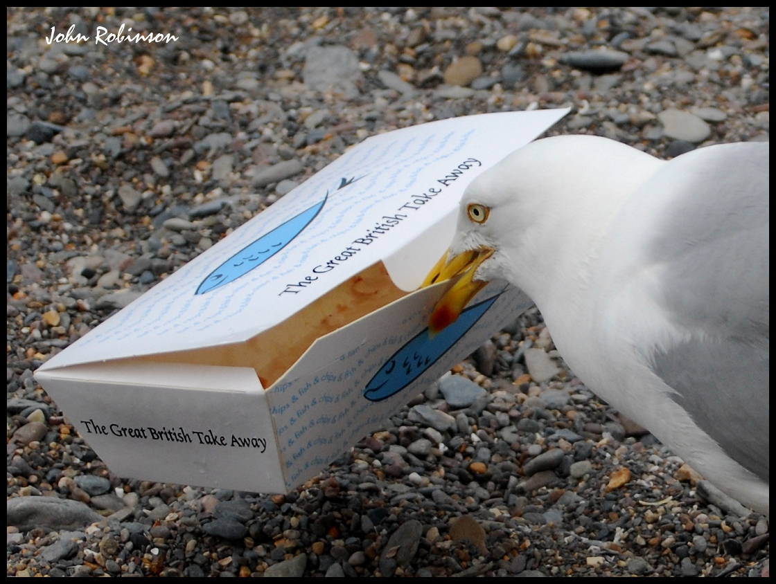 Don't feed the birds !