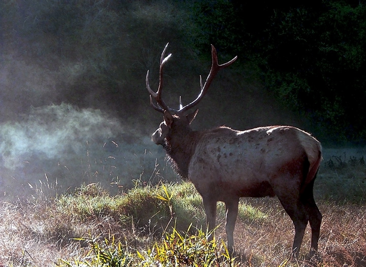 Mist & Contemplation