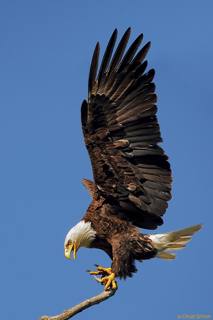 Eagle Landing