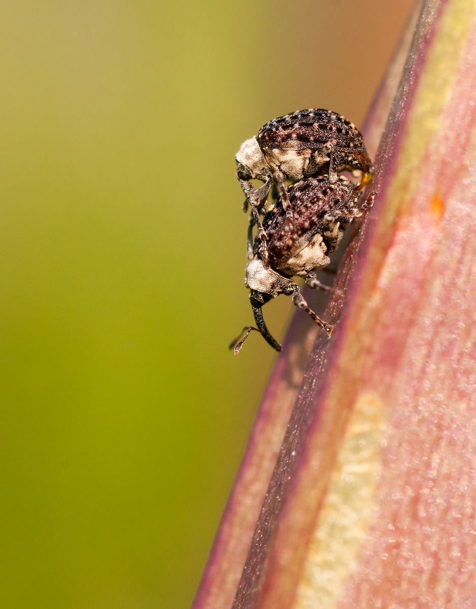 Figwort Weevil