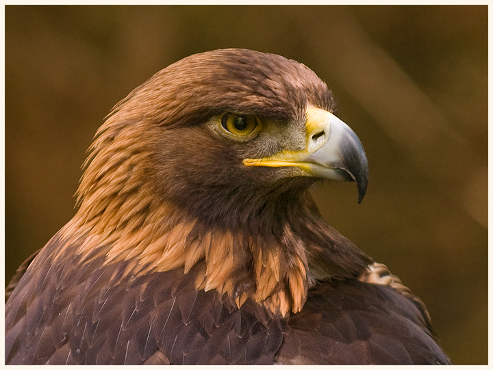 Captive Golden Eagle