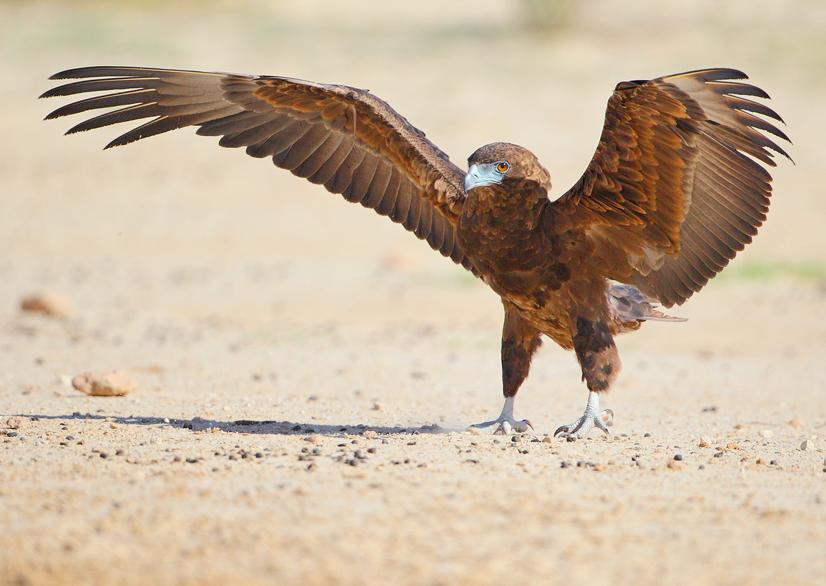 Bateleur juvenile