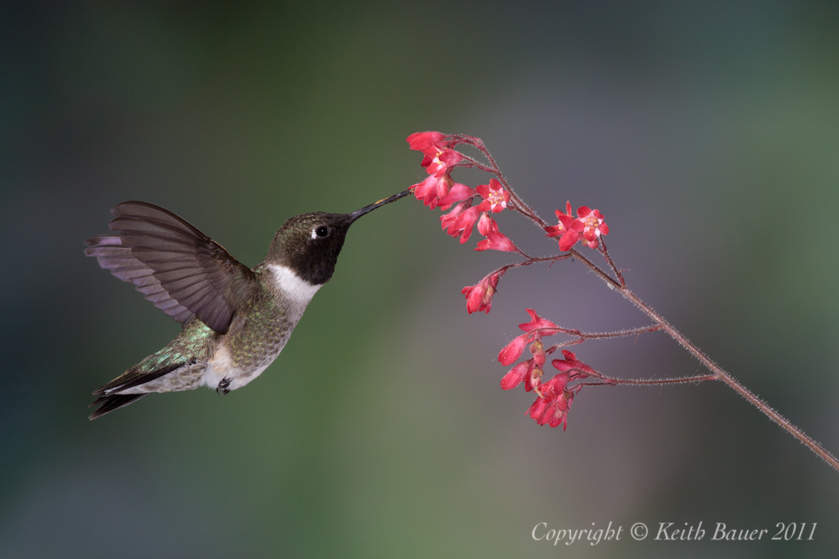 Black-Chinned Male