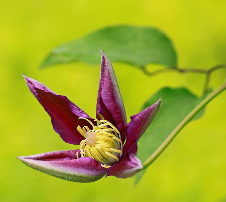 Opening Clematis