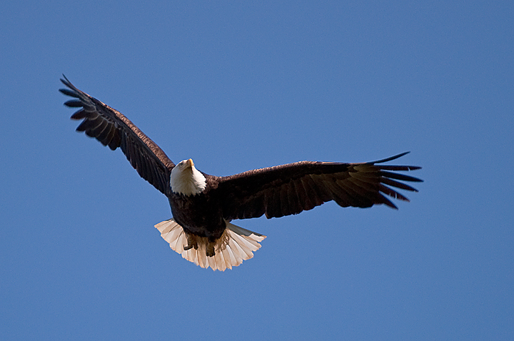 Bald Eagle in Flight