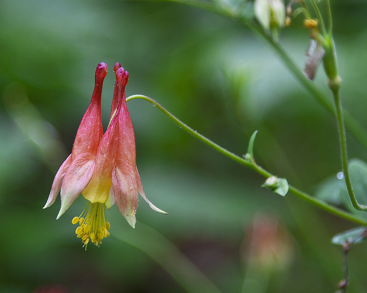 wild columbine with repost