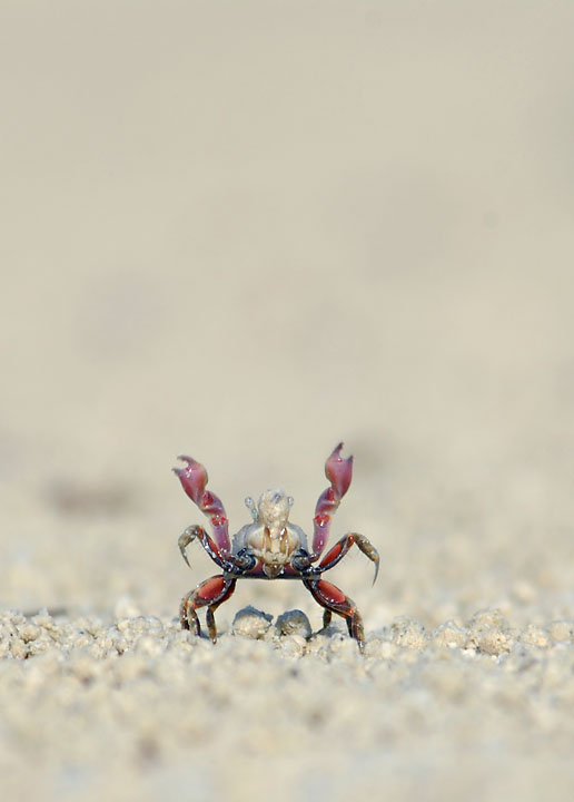 NPWC#485 Crab stretch