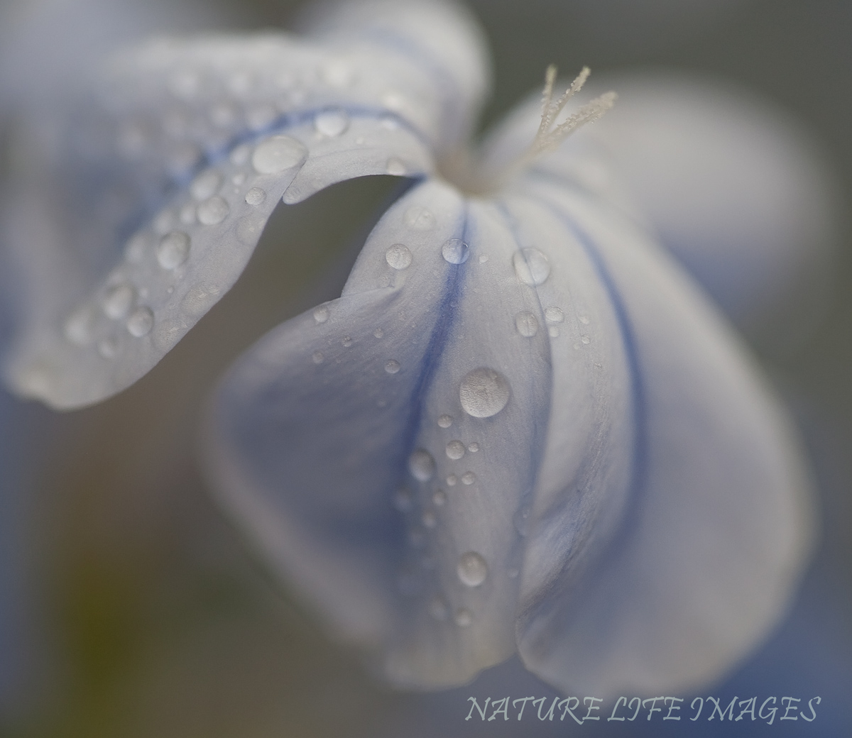 Faded Blues