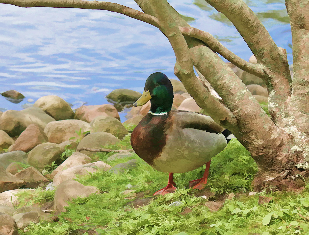Mallard- May Challenge